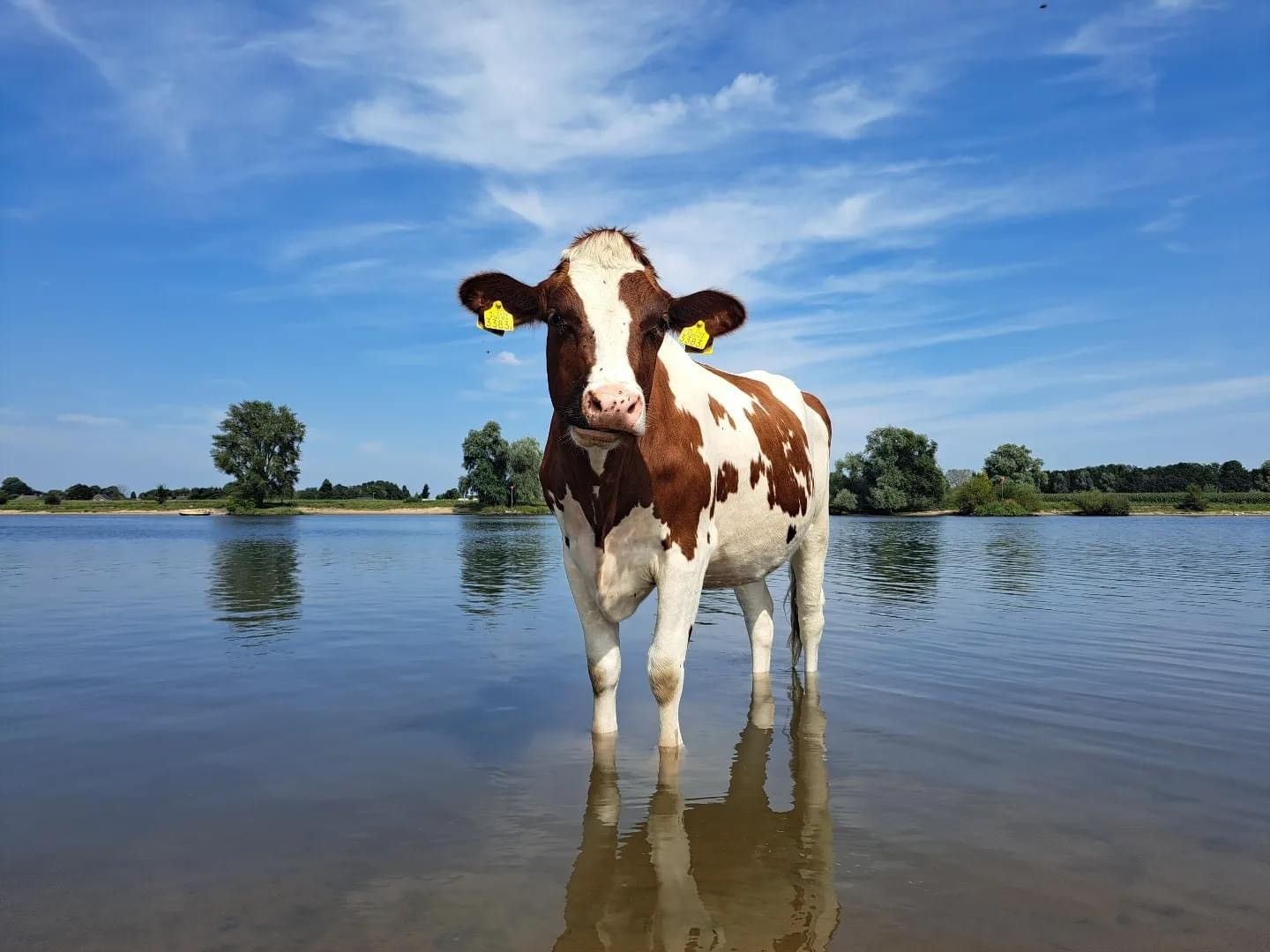 4 Rooms Rooms,1 BathroomBathrooms,Woonhuis,Te Koop,1591